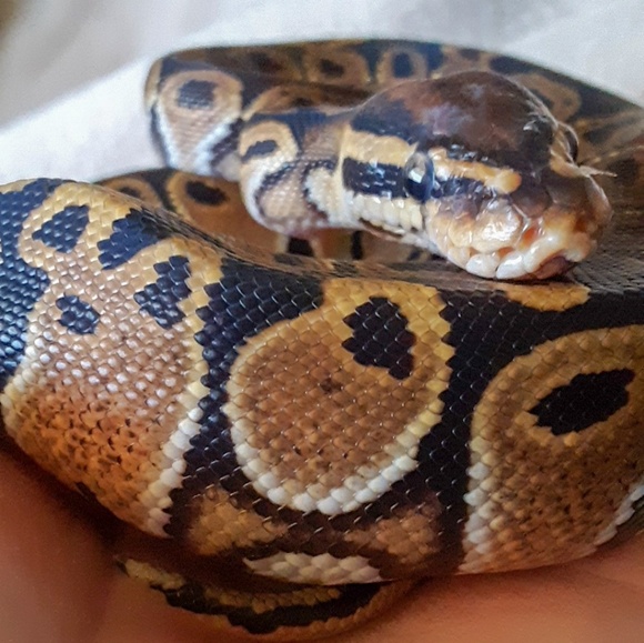 Meet your Posher, Brittany - Picture 5 of 6